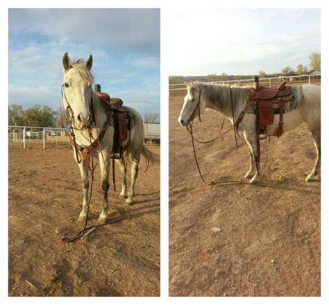 This is a stallion 5 years old a little jumpy great with older kids if the price is two high we can work something out if you want to know more information or. . Horse for sale on craigslist